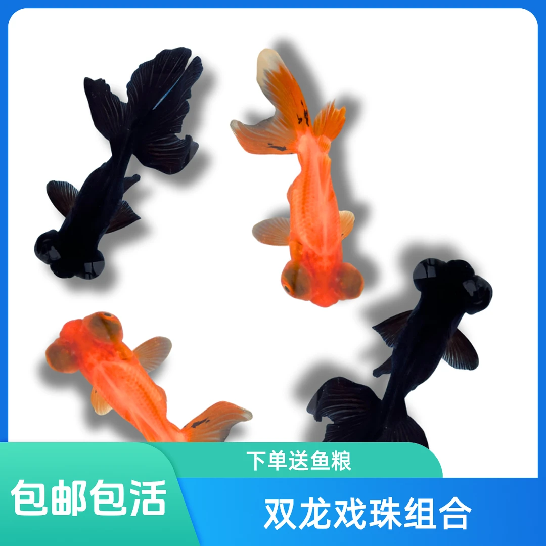 观赏鱼双龙戏珠黑龙睛红龙睛7-9厘米