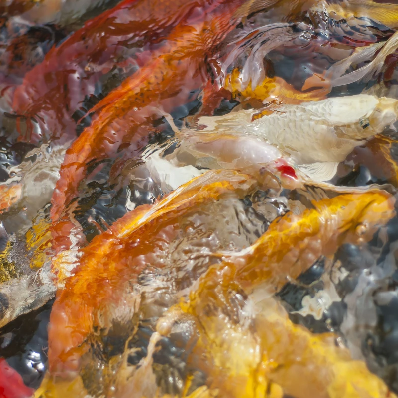 【福利 渔场直销 各种品种】观赏鱼 淡水鱼 冷水鱼 好养好活