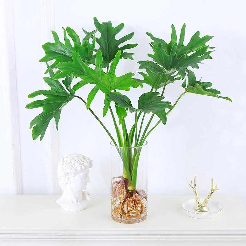 春羽盆栽室内吸甲醛水培观叶植物春雨办公桌四季常青大盆绿植花卉