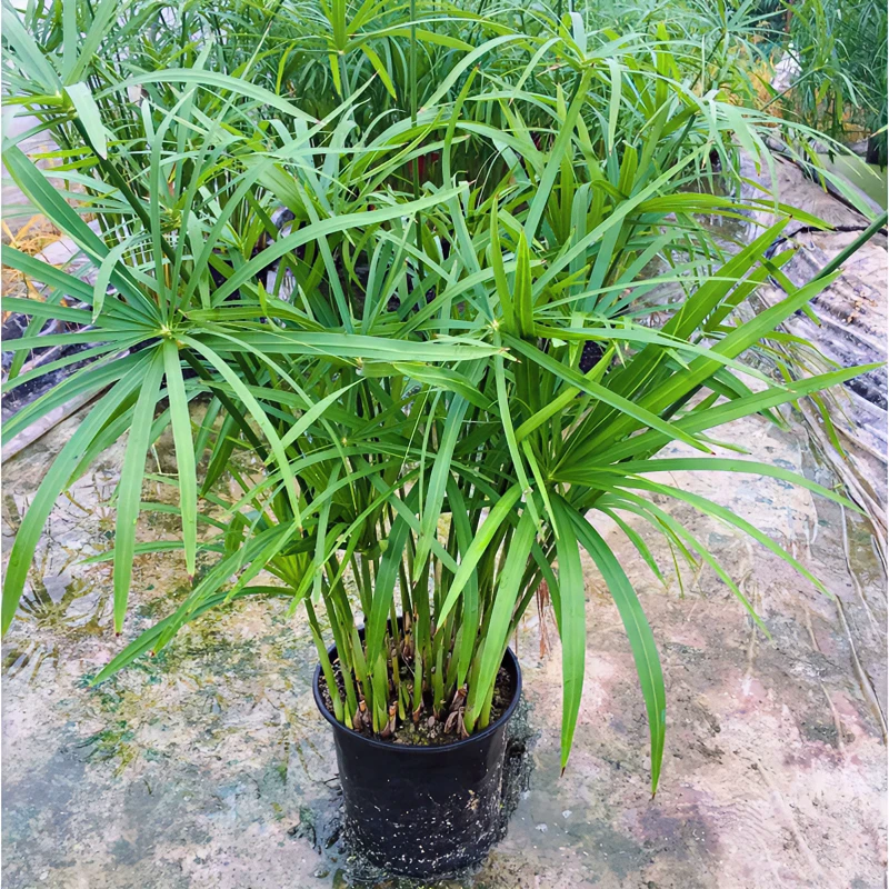 水生水培植物龟水竹盆栽水棕竹鱼缸水池塘旱伞草风车草苗四季常青