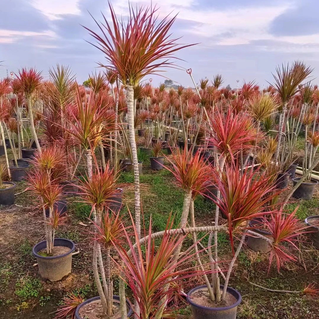 网红七彩千年木懒人绿植绿植盆栽千年木盆栽龙血树室内绿植室内