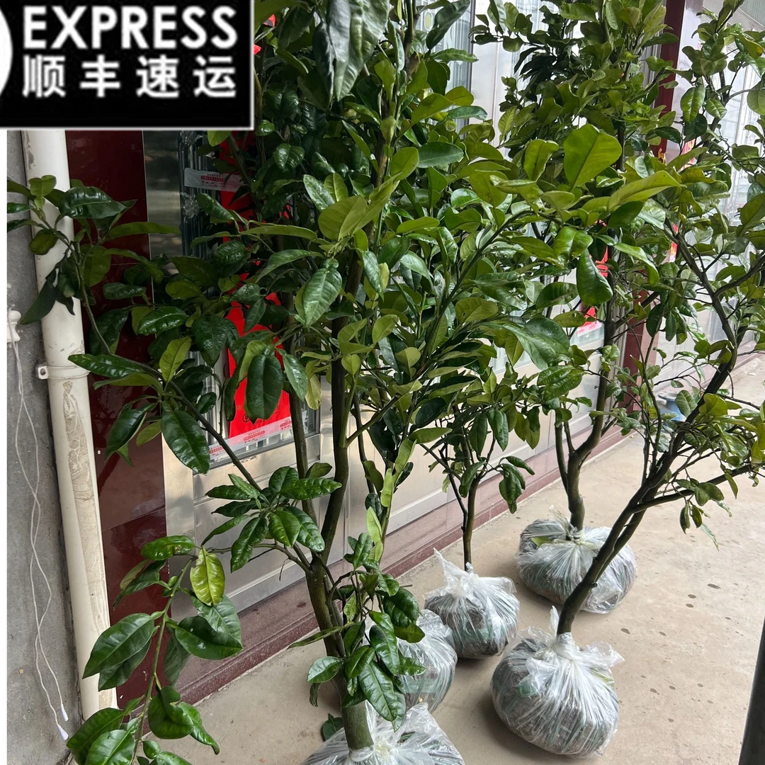 6年红宝石青柚露天种植修剪高度发货柚子树盆栽地栽庭院绿化种植
