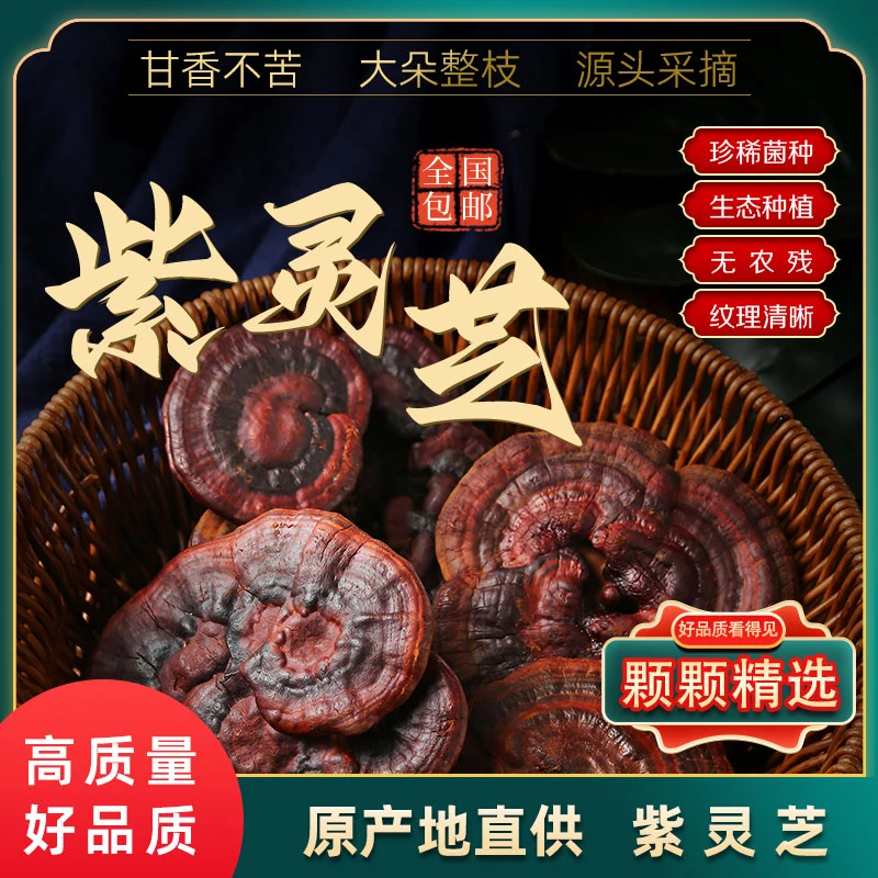【整棵】紫灵芝实体煲汤泡酒煮茶不苦 原产地发货