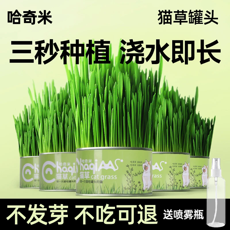 懒人猫草罐头盆栽不易发霉助排消化毛球猫草猫薄荷水培零食