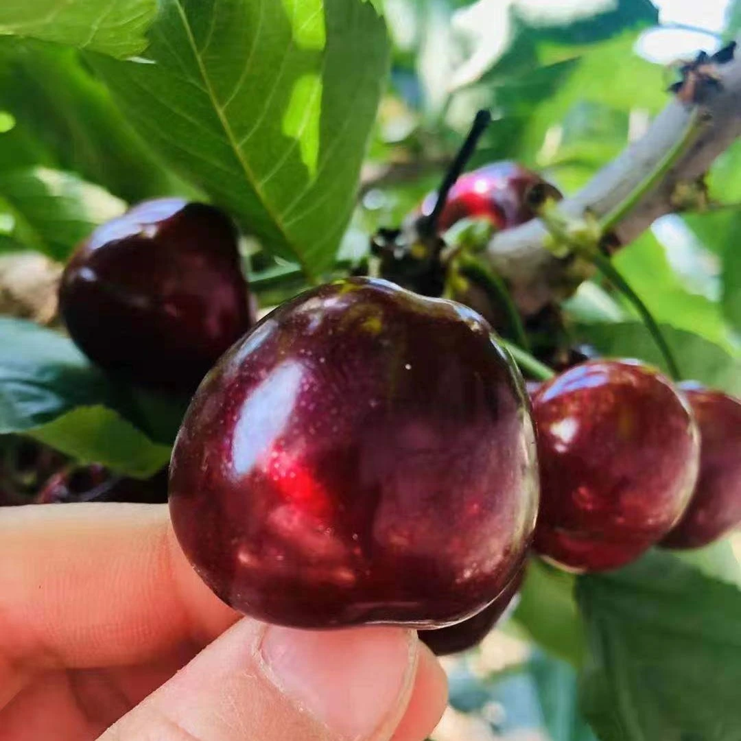 【太阳花福利小苗】车厘子大樱桃树苗 辽宁大连发货