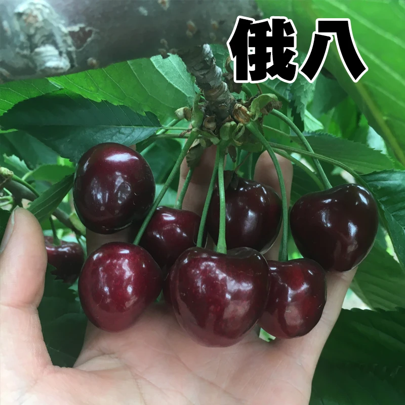 【黑车大果】俄八车厘子大樱桃苗 俄罗斯八号 包邮辽宁大连发货