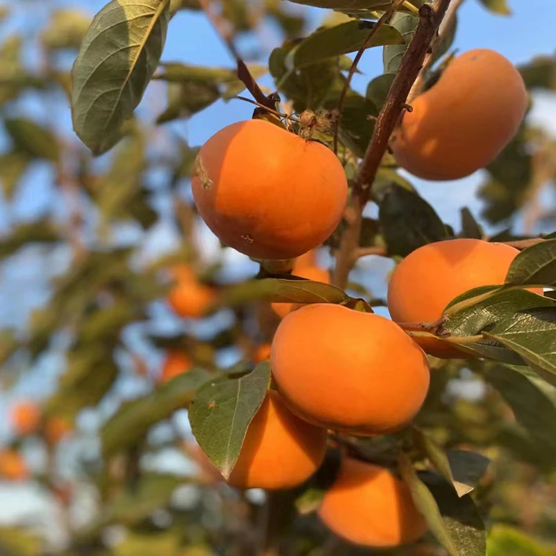 【安心妹妹】阳丰柿子原盆原土带叶 脆柿子 包邮辽宁大连发货柿子树