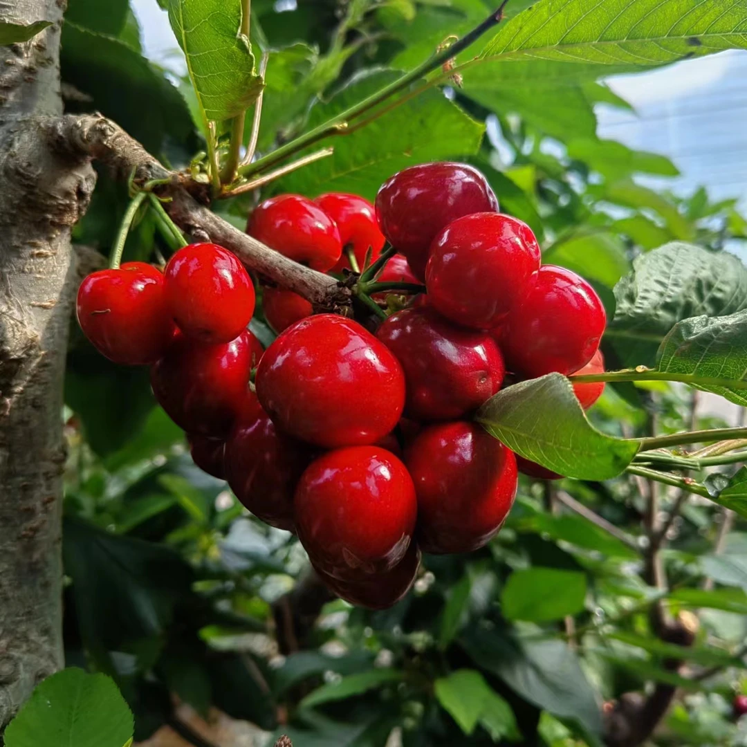 【自花授粉】太平洋自花授粉车厘子大樱桃苗 1年苗 辽宁大连发货