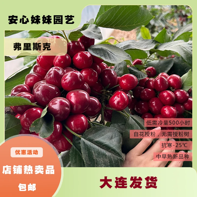 【阿浩直播间专属】弗里斯克容器苗车厘子大樱桃嫁接苗原盆原土带叶