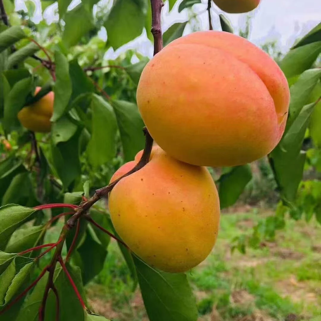 【比鸡蛋还大的杏】丹麦帝王杏对版嫁接裸根苗  自花高产离核纯甜