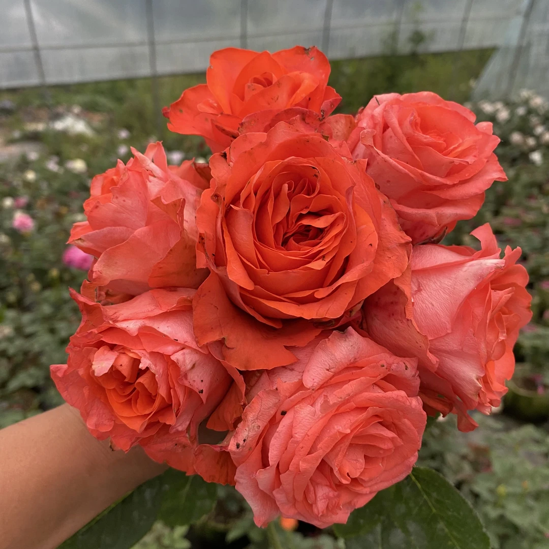 爱园花卉 新品丽兹肯尼亚切花玫瑰高杯大花型抗病好阳台绿植盆栽