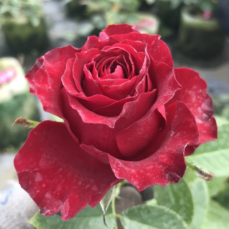 爱园花卉  哈利路亚 肯尼亚月季超新品暗红色切花玫瑰花苗灌木