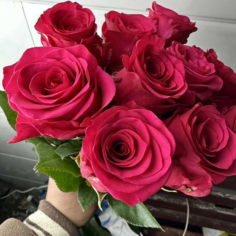 爱园花卉VIP粉 贵冰粉大花高杯玫瑰切花月季庭院阳台花卉盆栽玫瑰