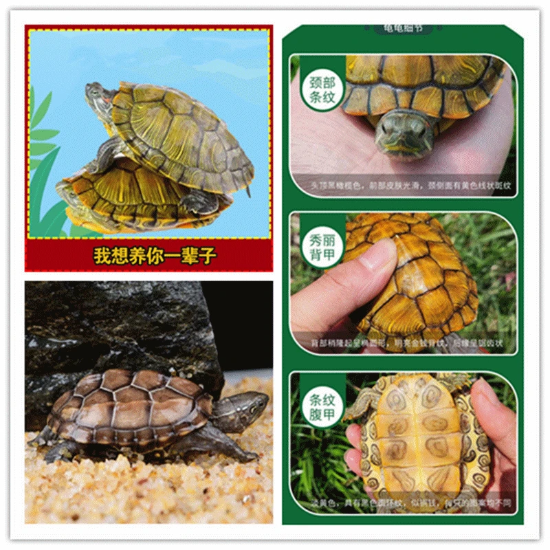 小乌龟黄金巴西珍珠地图草龟黄耳火焰等观赏龟乌龟活物送龟粮