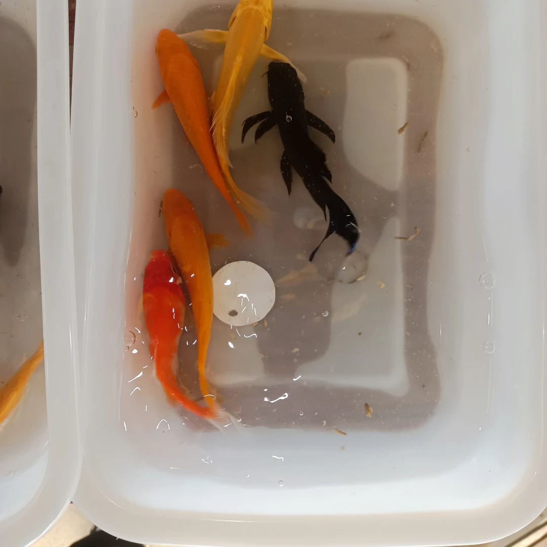 五福临门观赏鱼锦鲤鱼金鱼活鱼草金鱼淡水鱼好养易活冷水观赏鱼