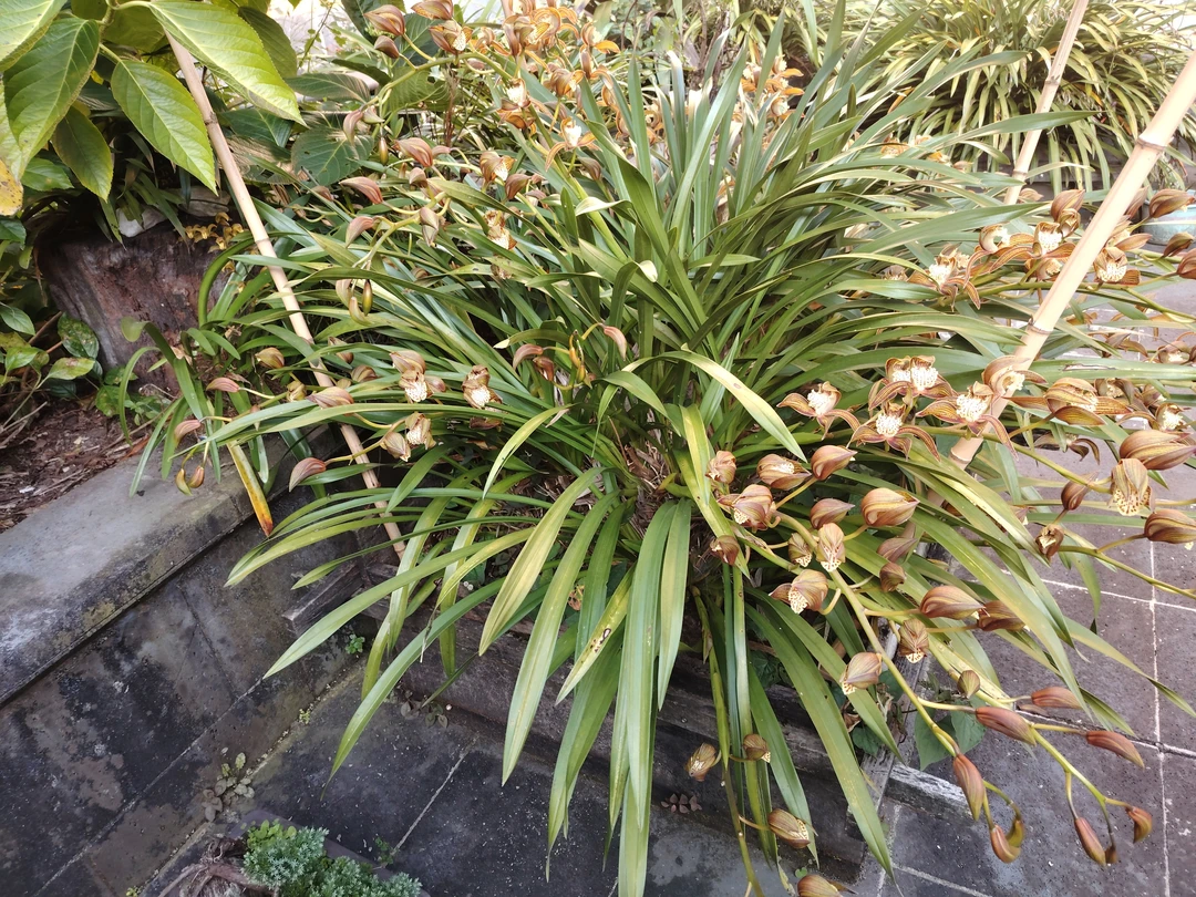 碧玉虎头兰，西藏虎头兰，一图一物，直播间现拍为主，