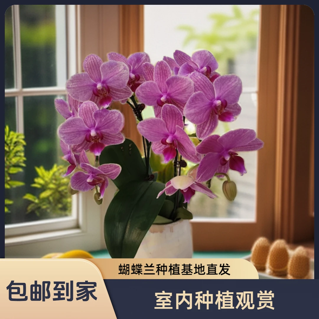 【初恋】蝴蝶兰 好养耐养花期长 苗情优质 基地直发