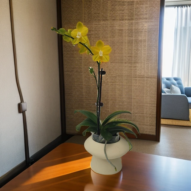 【吉祥如意】蝴蝶兰 好养耐养花期长 苗情优质 基地直发