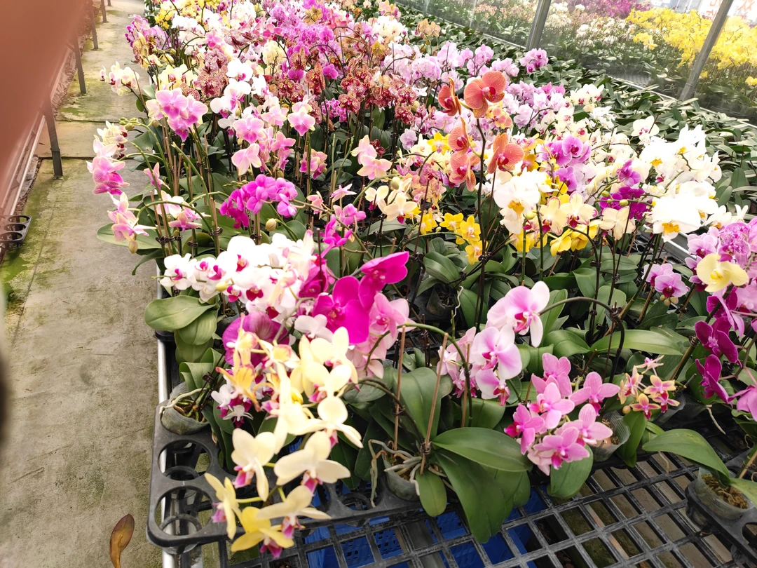 【未知优选】优惠《蝴蝶兰》带花发货