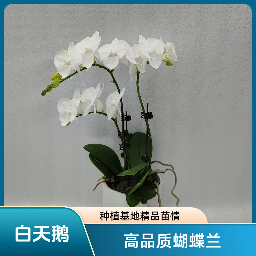 【白天鹅】蝴蝶兰 好养耐养花期长 苗情优质 基地直发