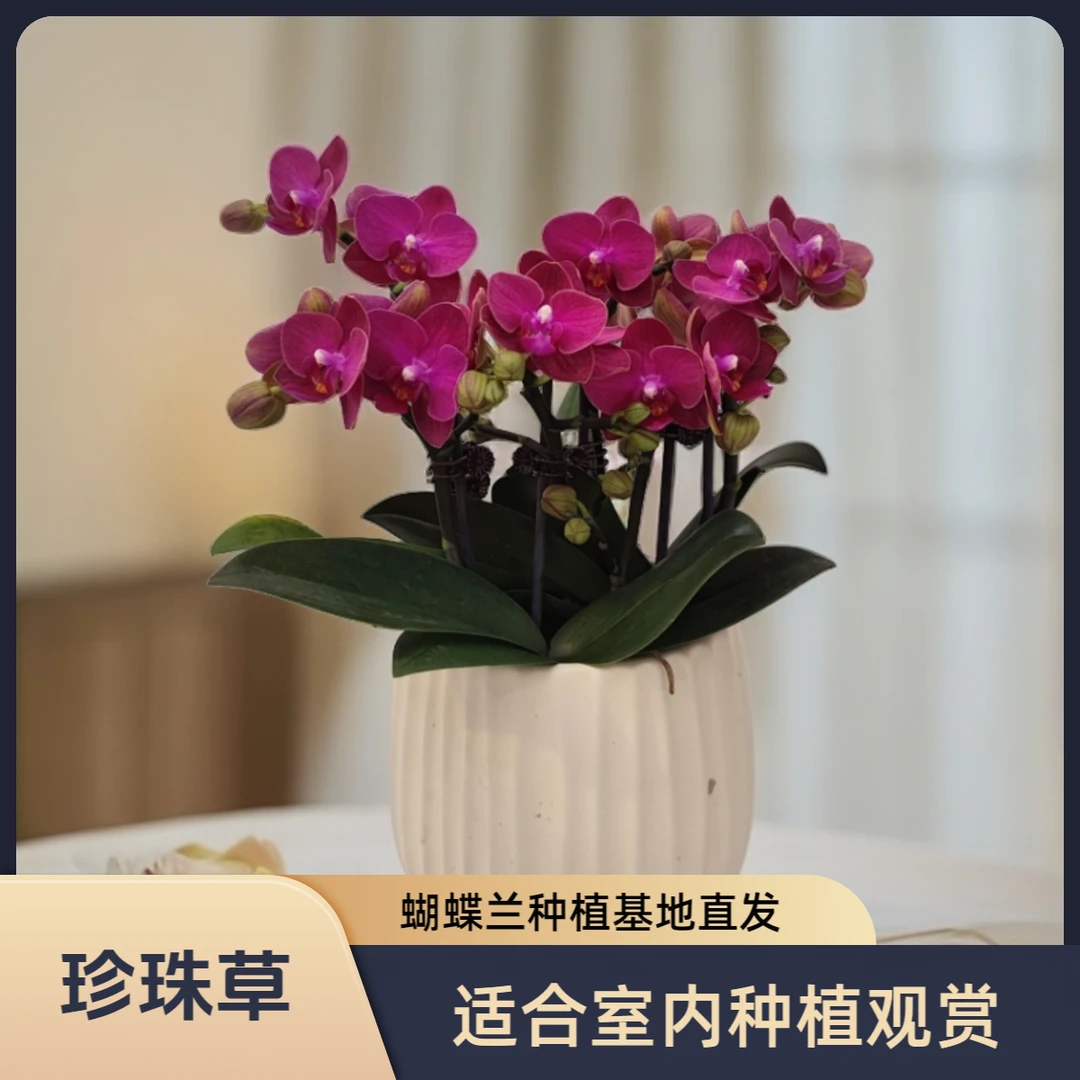 【满堂红】蝴蝶兰 好养耐养花期长 苗情优质 基地直发