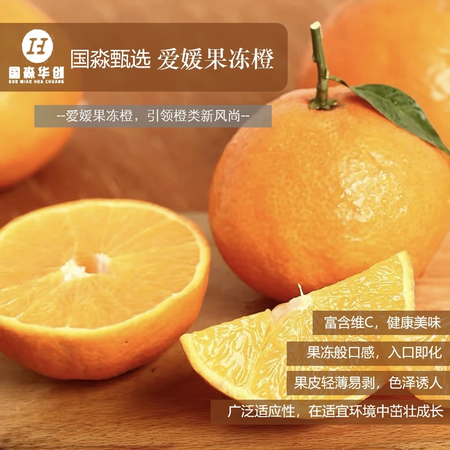 爱媛果冻橙 一年裸根苗