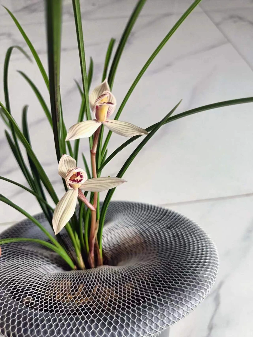 云南维西细叶莲瓣兰珍荷