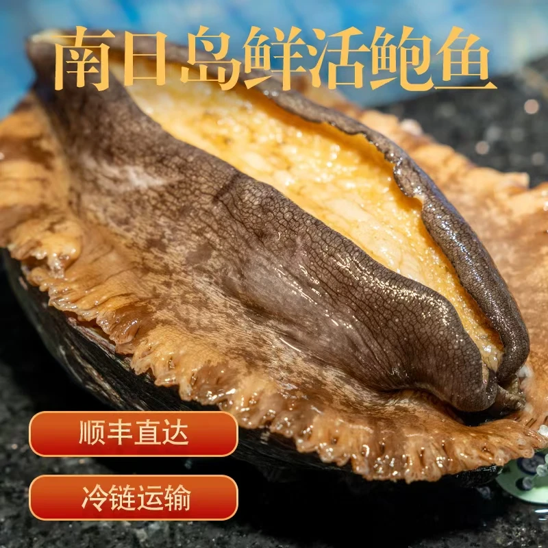 鲜活南日鲍南日鲍鱼深海土鲍【规格5头鲍1斤/2斤/3斤】顺丰包邮发出