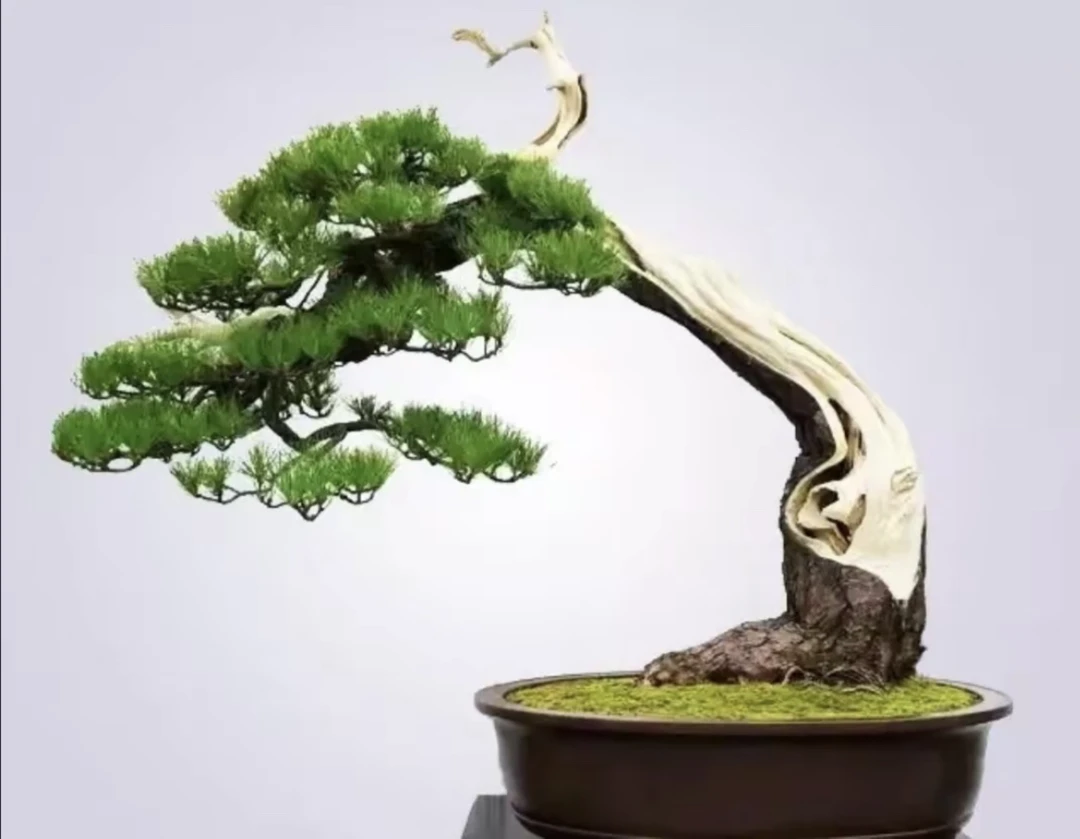 罗汉松精品盆景阳台庭院摆放直播链接 一物一拍 不以图片为准