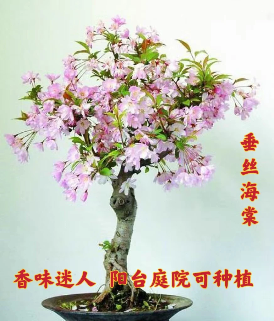 垂丝海棠盆景北美海棠花阳台室内庭院花卉盆栽地栽耐寒耐旱开花