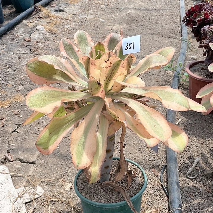 351法师植物艳姿锦