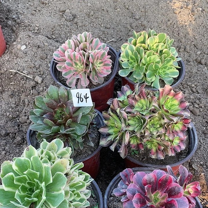 964法师植物组合