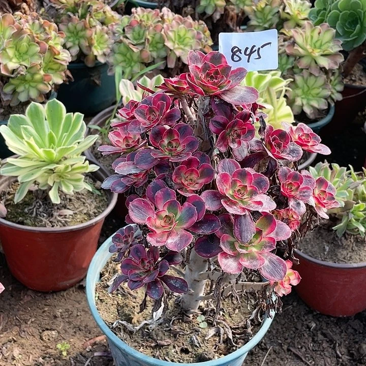 845法师植物圆叶超白