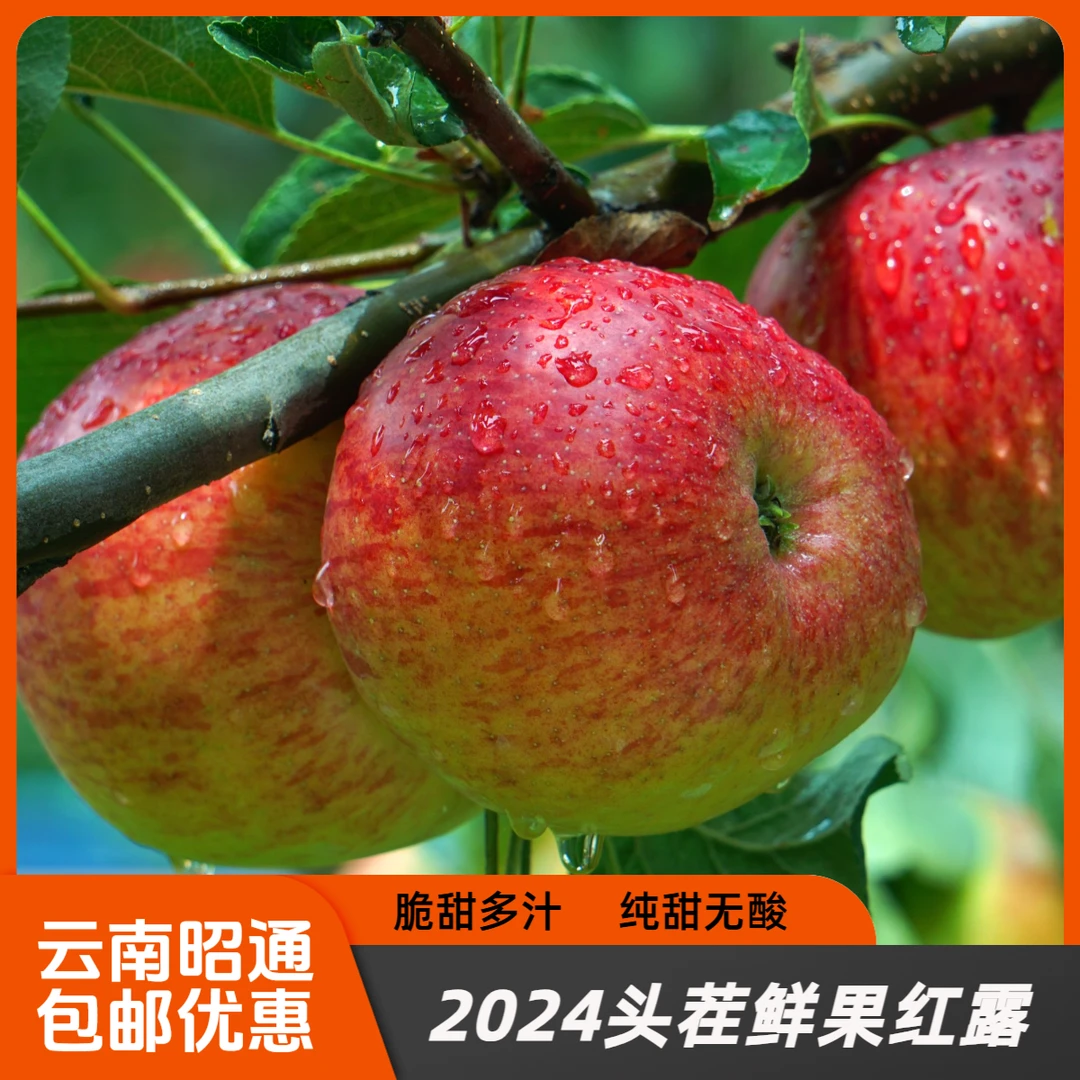 正宗云南昭通高山脆甜多汁新鲜现摘纯甜红露苹果5斤净重实惠推荐