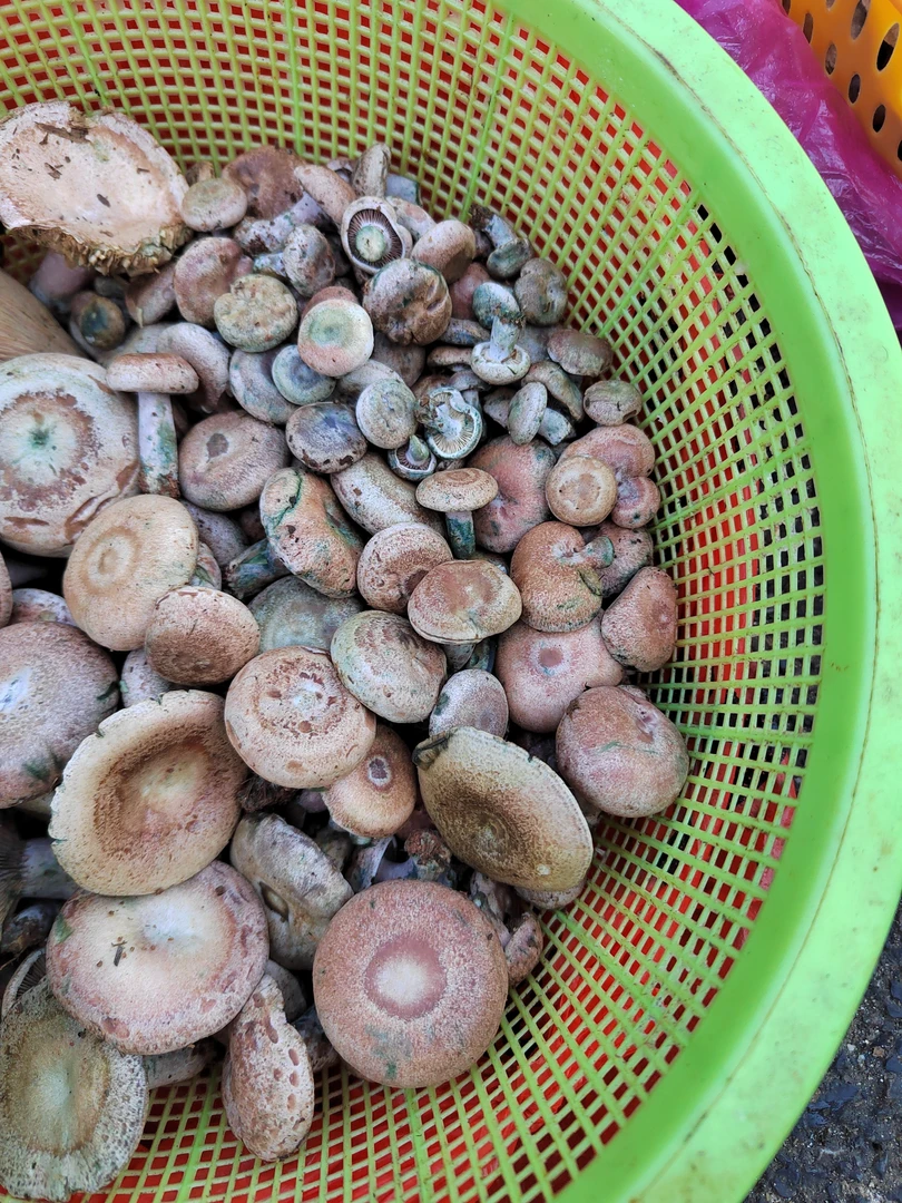 湖南宁远野生天鹅菌枞菌2斤4斤顺丰冷链普快