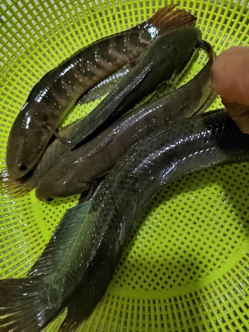 宁远山村生态七星斑鱼泥鳅活发3斤5斤