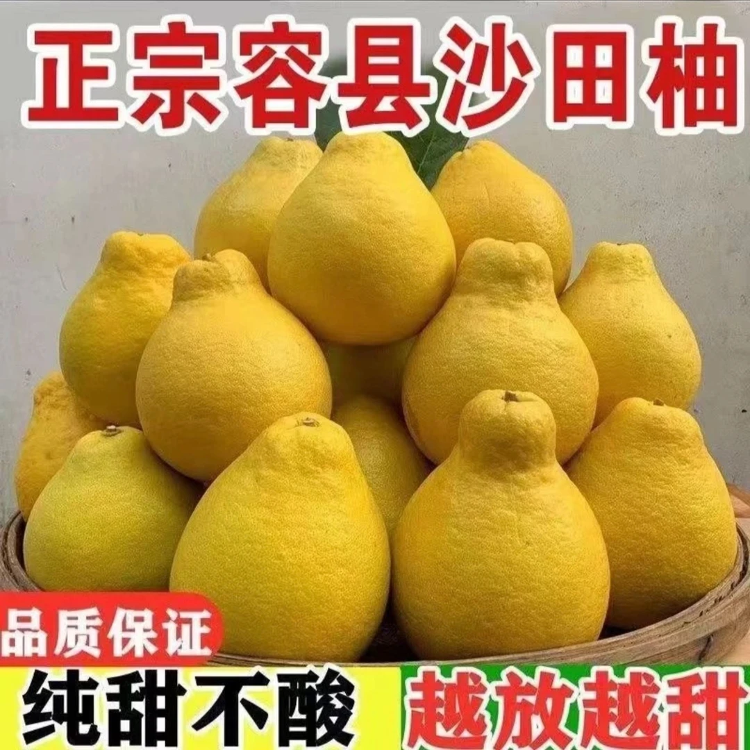 广西容县自良沙田柚正宗容县沙田柚纯甜无酸高山老树果