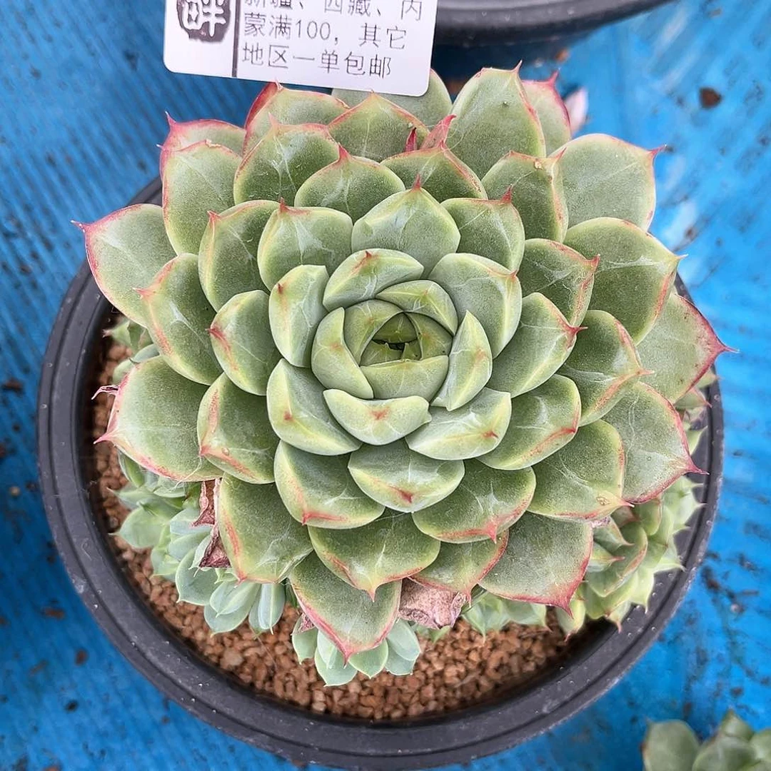 290 。       女王群