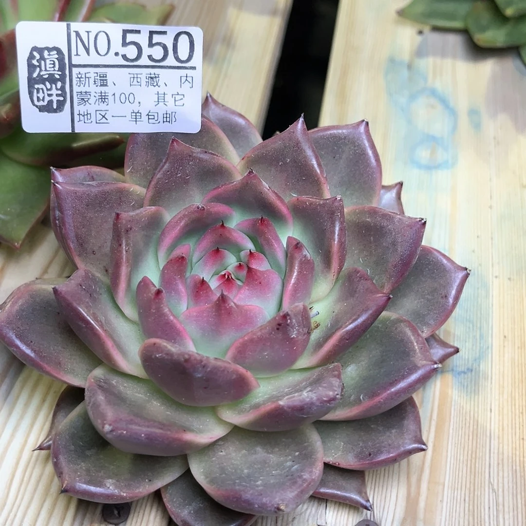 550 。      小宫殿