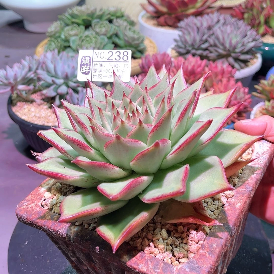 238 。  外翻叶冬云