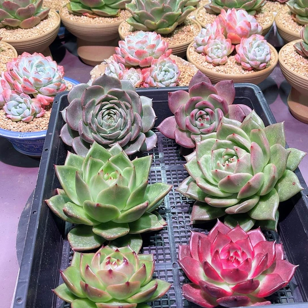 020 。    6颗套餐