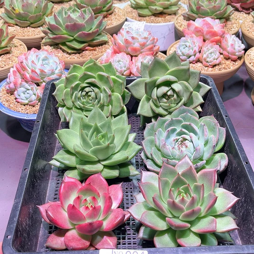 004 。    6颗套餐