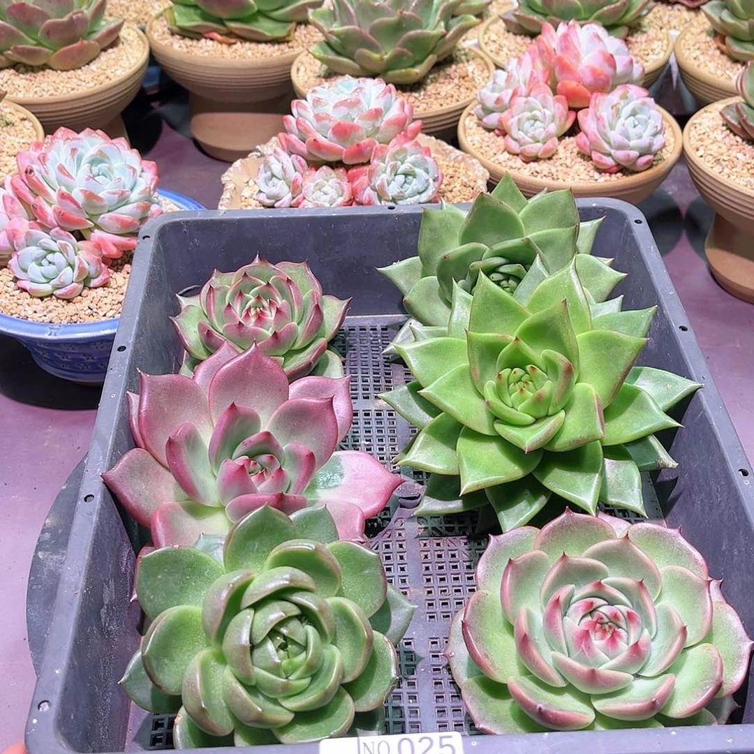 025 。    6颗套餐