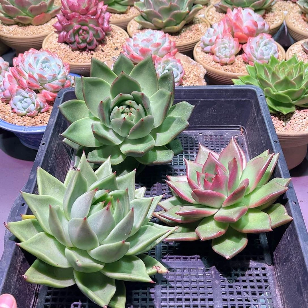 048 。   3颗套餐