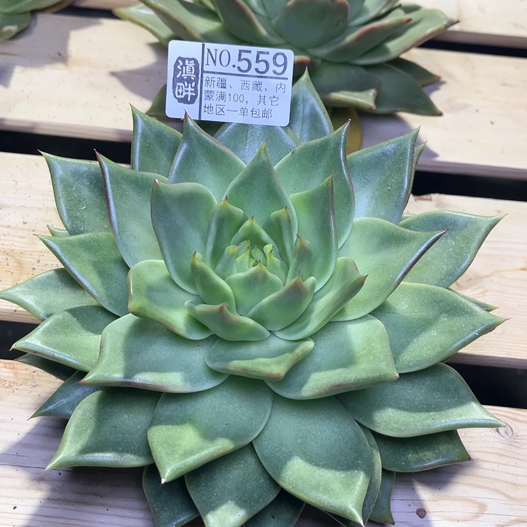 559 。  肉种玛丽亚