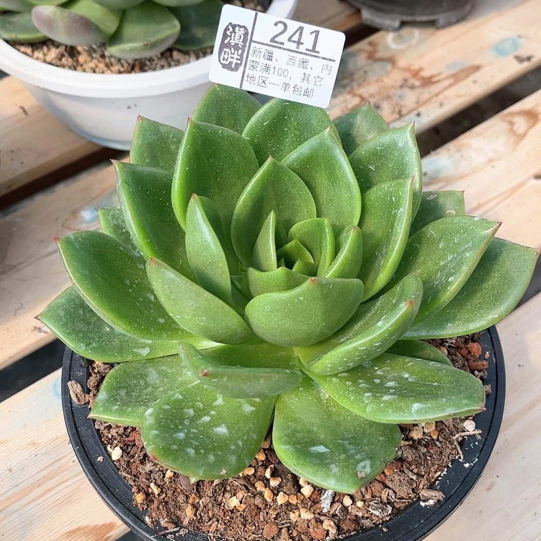 241 。      翠花