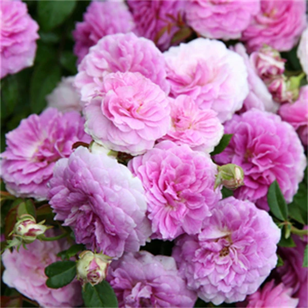 【3颗包邮】玛姬婶婶丰花微月多季开花 盆栽阳台花园庭院花苗