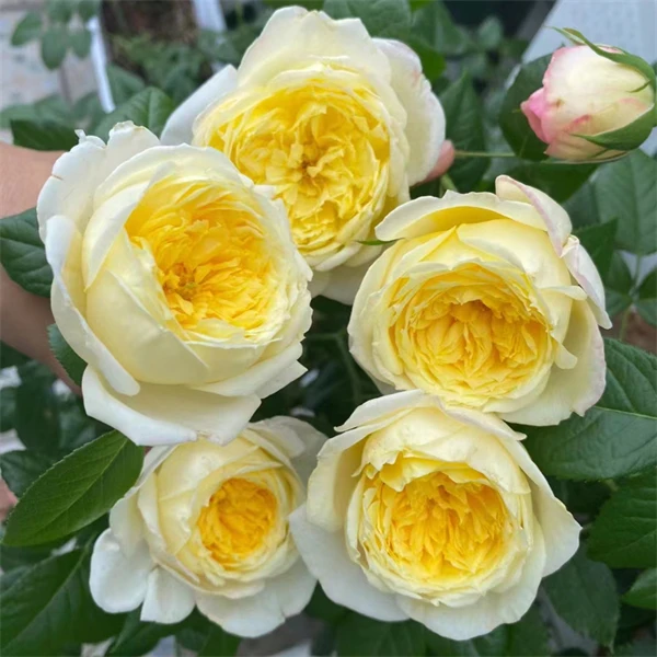 【3颗包邮】柠檬雪酪/大敖国际月季黄色大花藤本庭院阳台爬藤多季