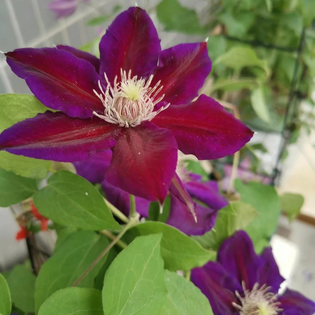 【朱卡】花大，丝质，双色:深紫色带深红色条纹，浅色雄蕊