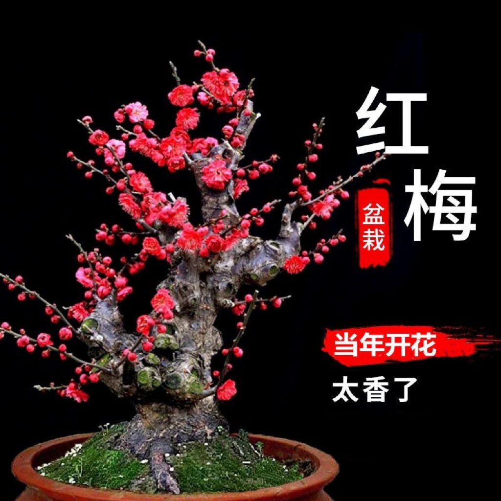 当年开花梅花盆栽树苗红梅老桩浓香腊梅盆景海棠庭院阳台室内花卉